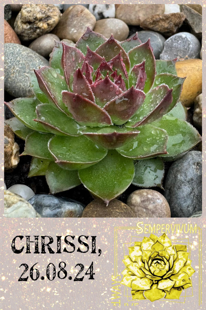 Chrissi (NNG)