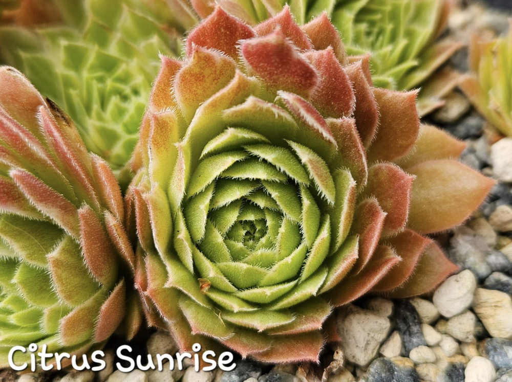 Chick Charms® Citrus Sunrise (NG)