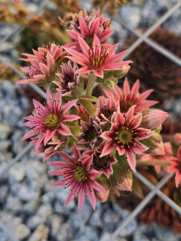 Coral Red®