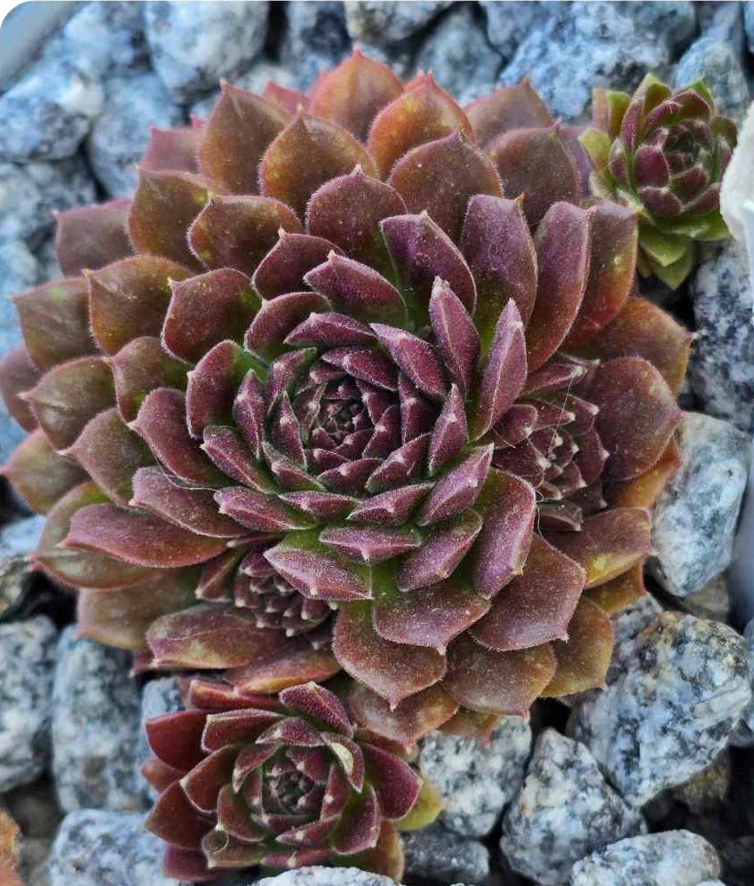 Coral Red®