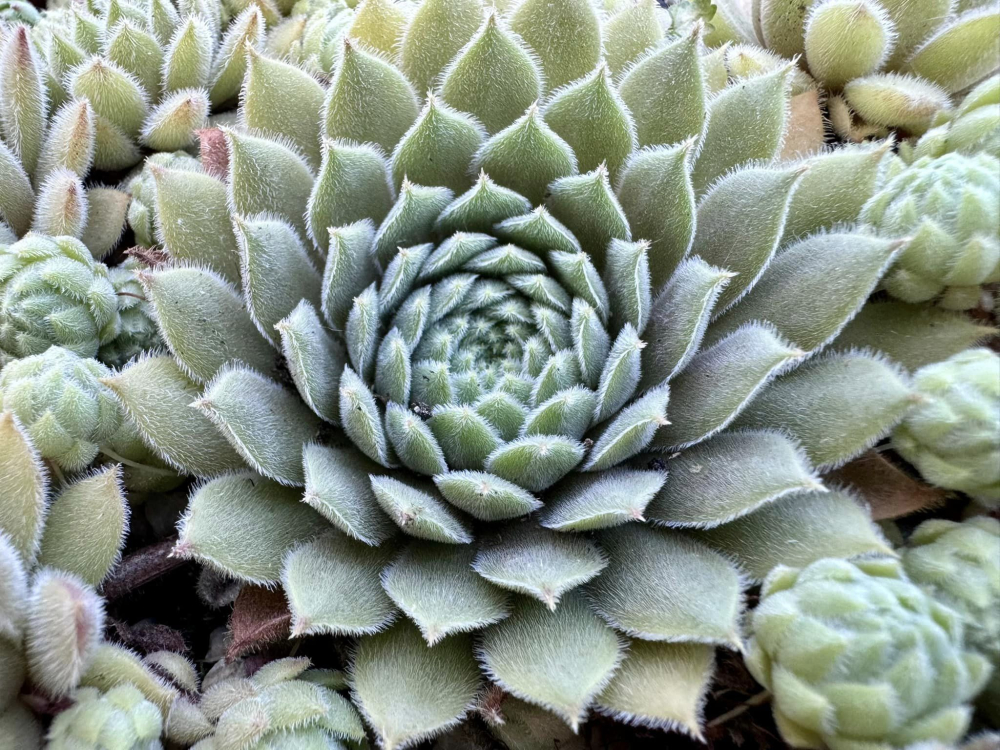 Grizzle Velvet (NNG)