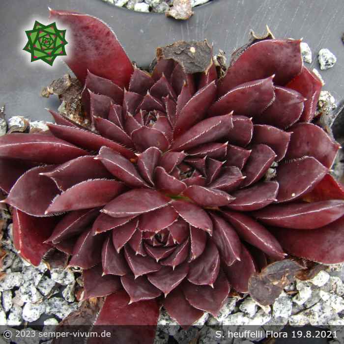 Flora / Jovi