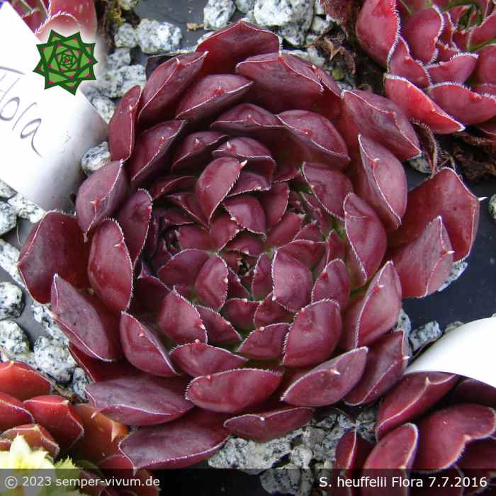 Flora / Jovi