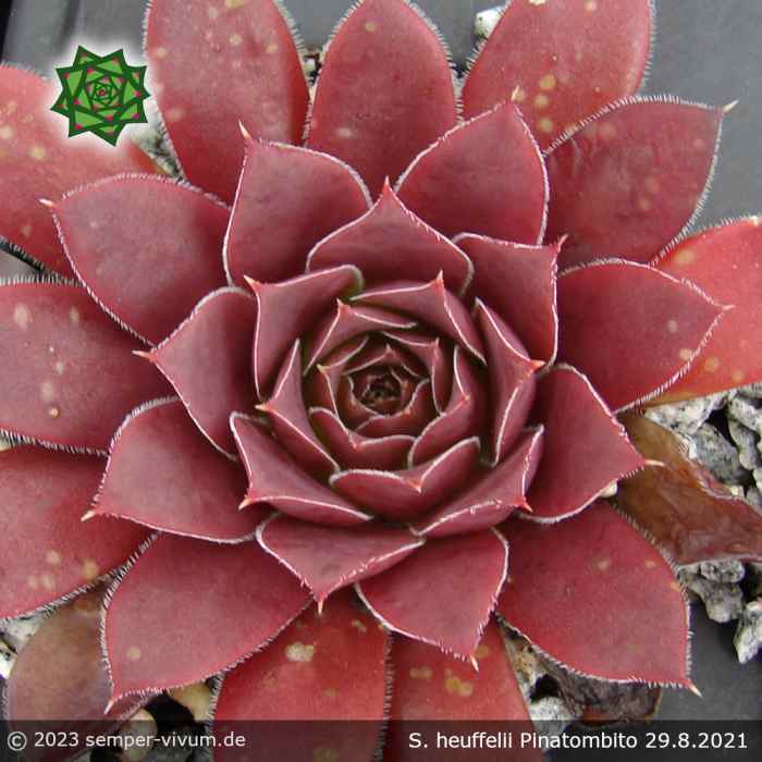Pinatombito / Jovi