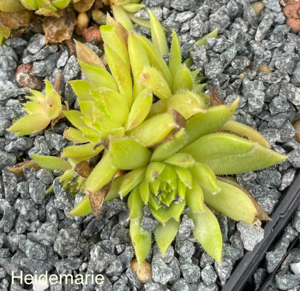 Heidemarie