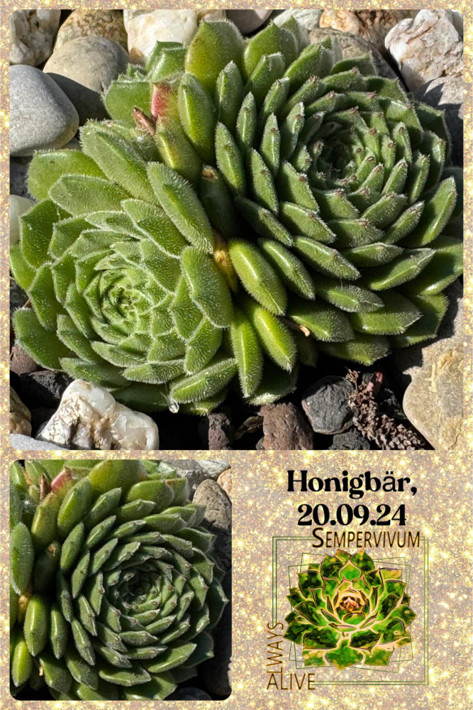 Honigbär (NNG)