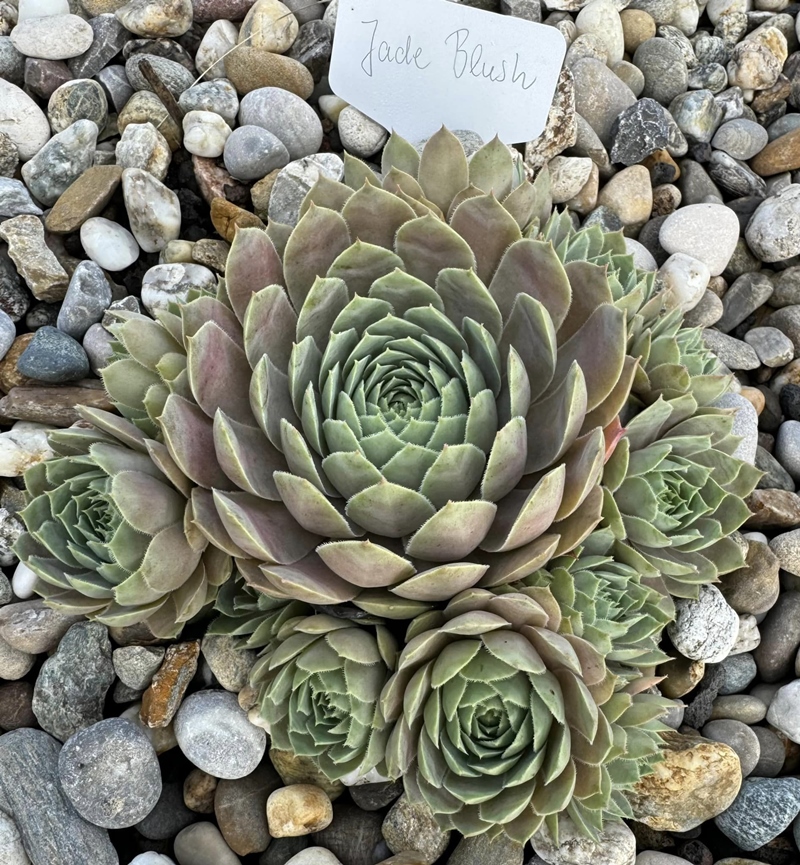 Jade Blush (NNG)