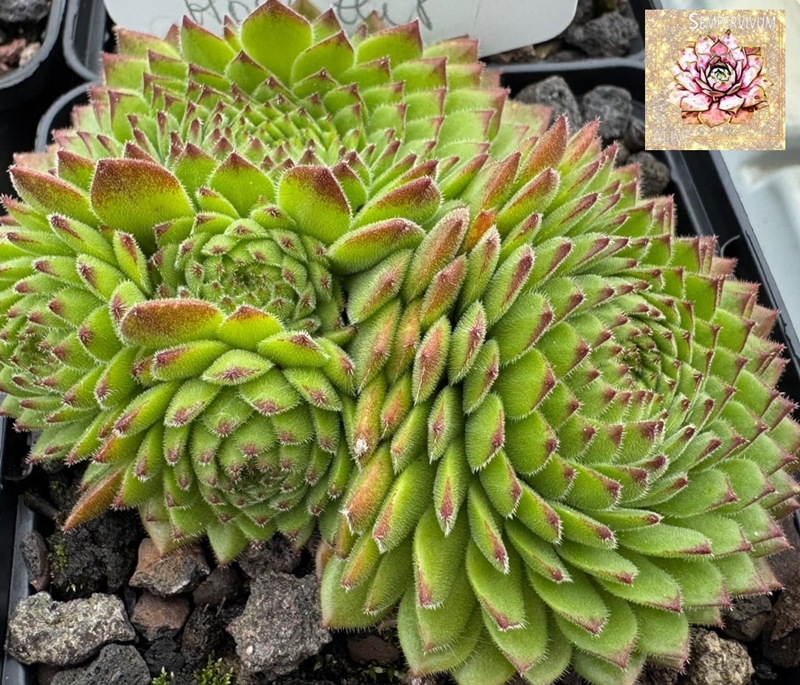 SR Landshuter Hochzeit (NNG)