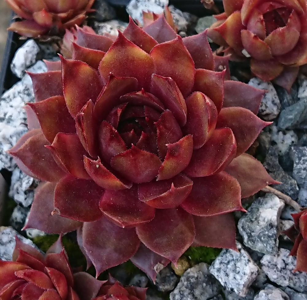 Lava (NNG)