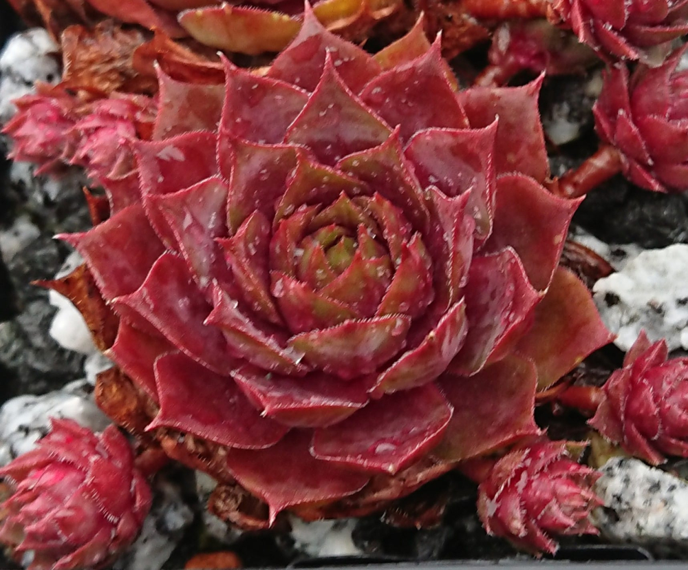 Lava (NNG)