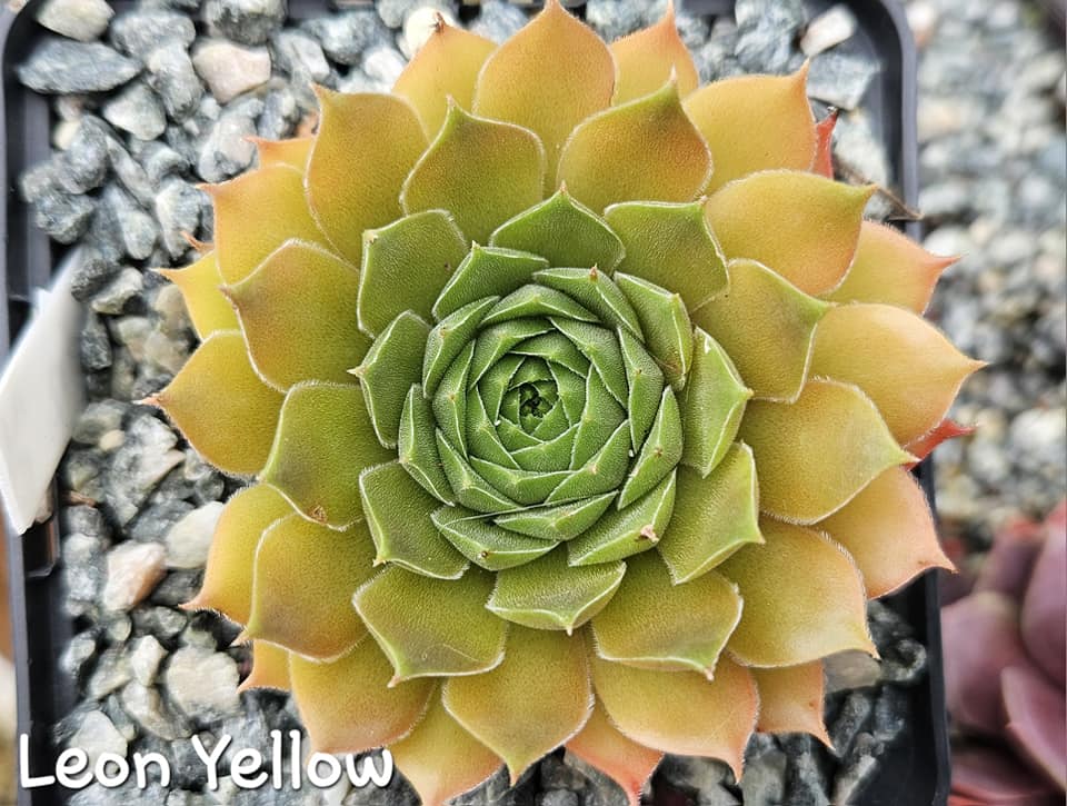 Leon Yellow (NG)