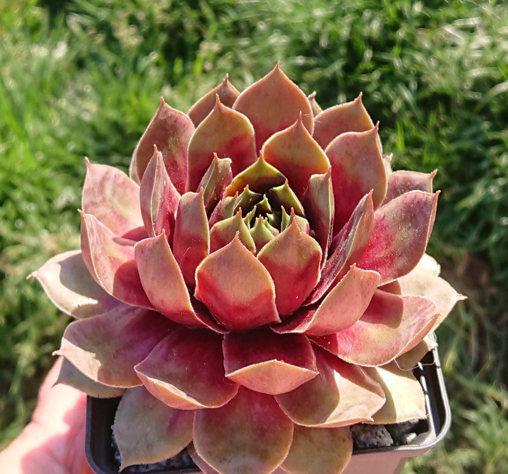Lotus