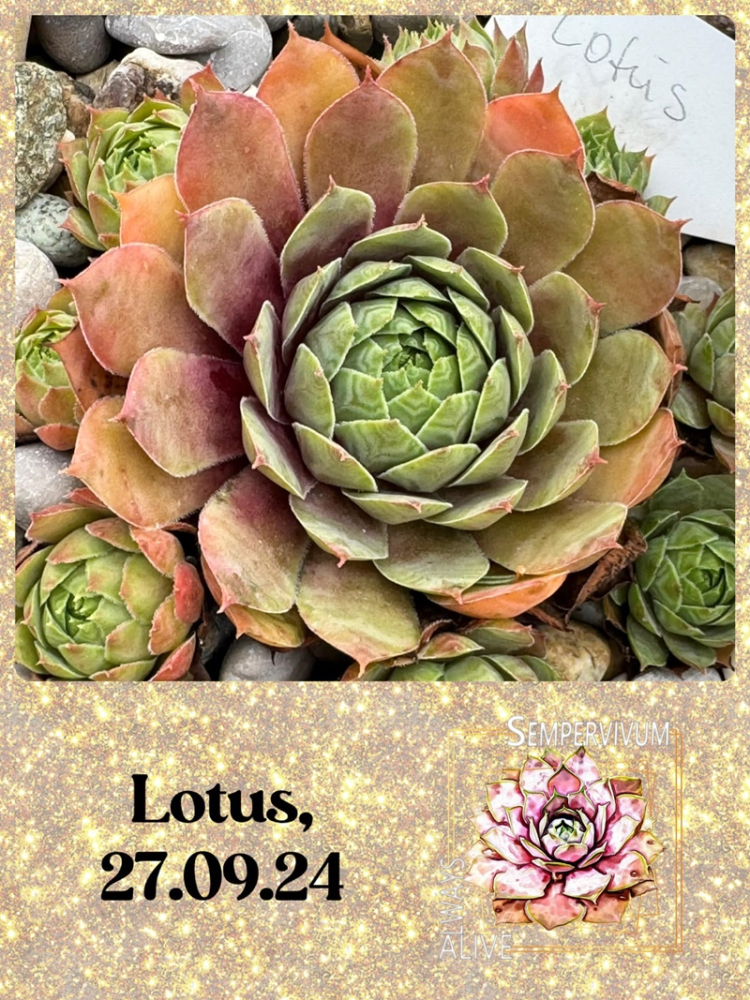 Lotus