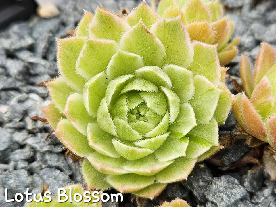 Chick Charms® Lotus Blossom (NG)