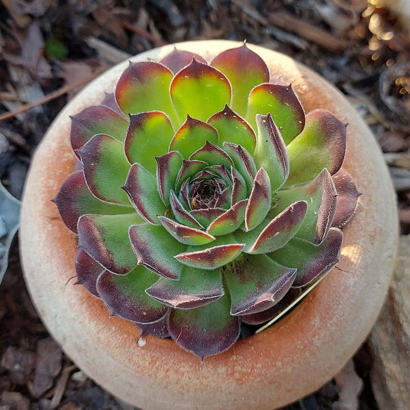 Lotusblüte