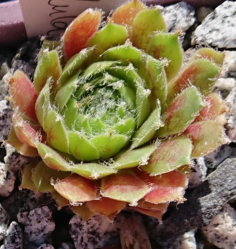 Lula Marquerite