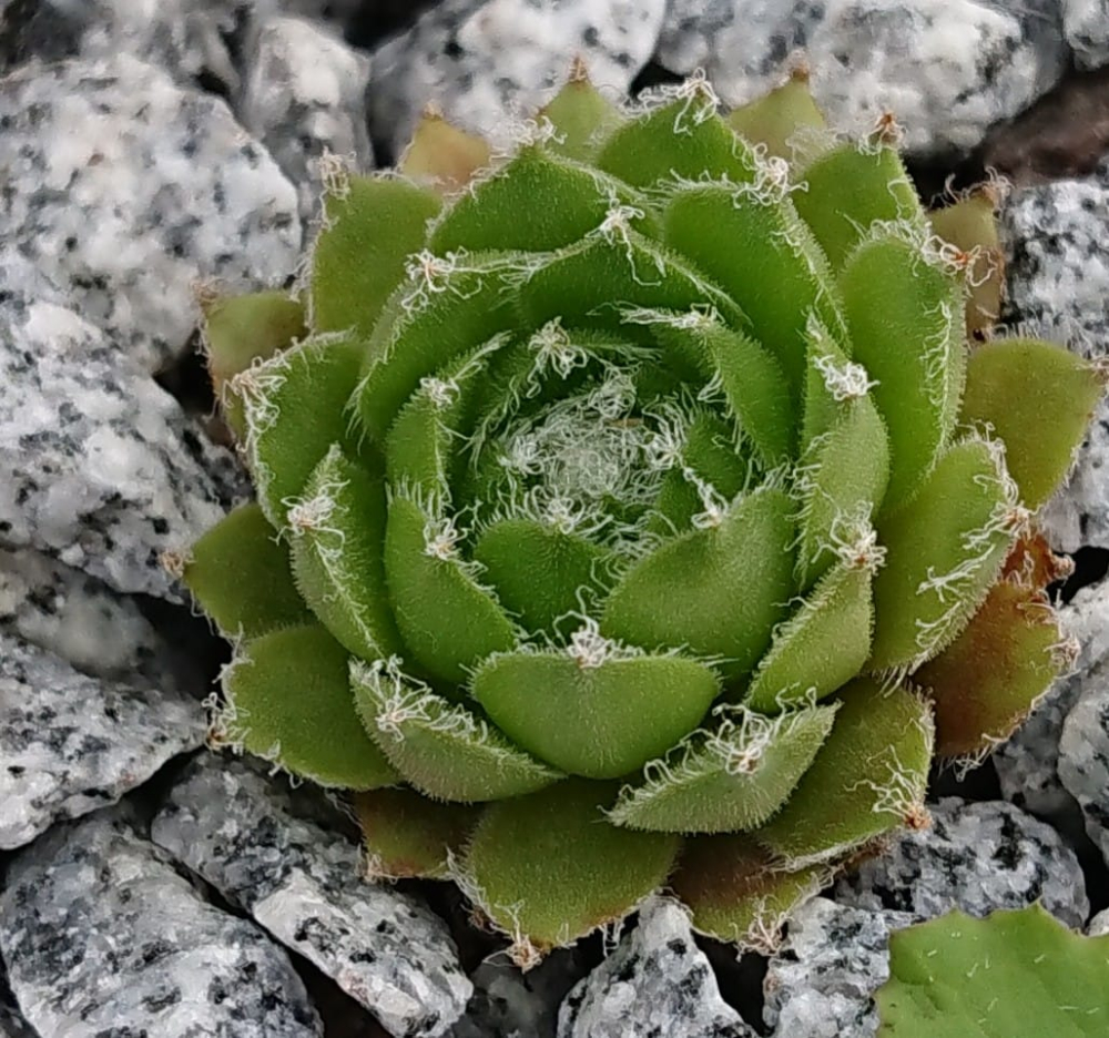 Lula Marquerite