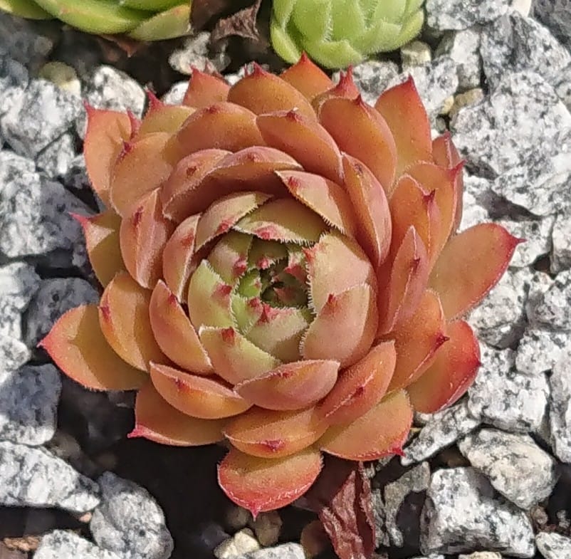 Lynn's Rose Gold