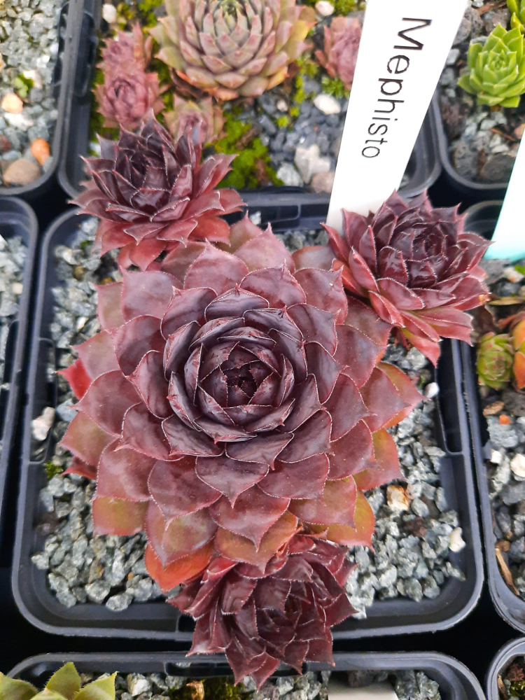 Mephisto