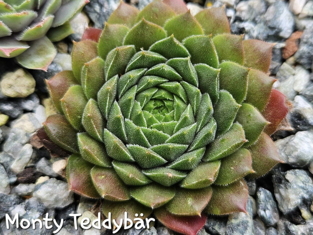 Monty Teddybär (NNG)