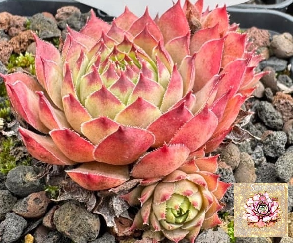 Pink Star