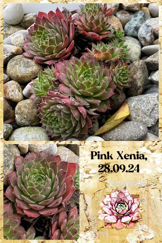 Pink Xenia (NNG)