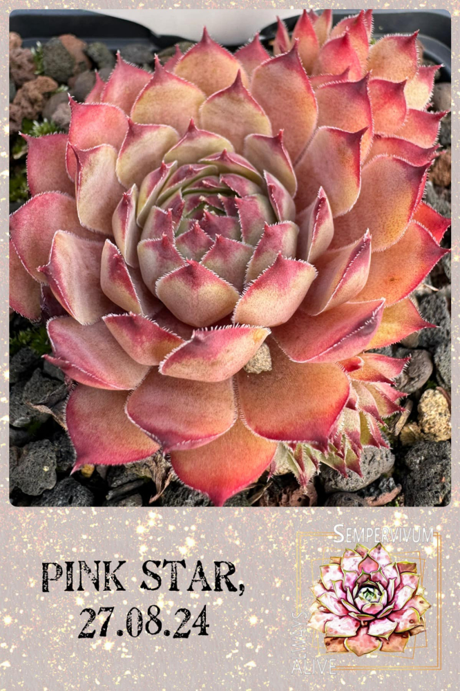 Pink Star