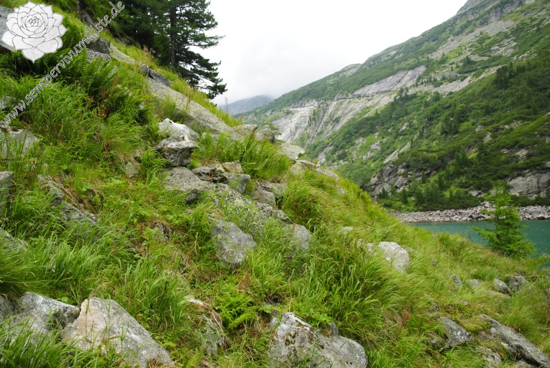 montanum ssp. stiriacum from Vorspeicher Galgenbichl