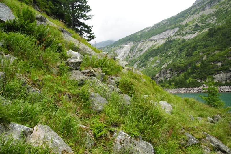 montanum ssp. stiriacum from Vorspeicher Galgenbichl