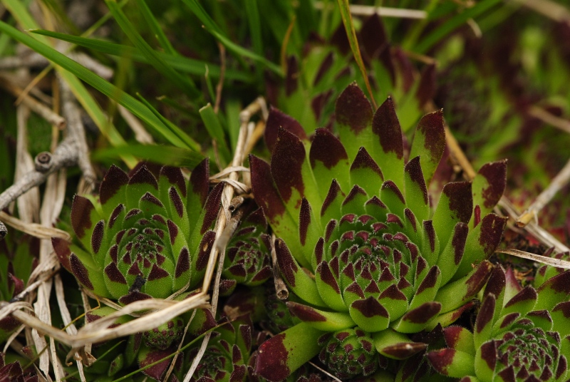 montanum ssp. stiriacum from Vorspeicher Galgenbichl
