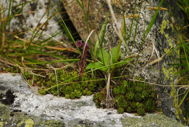 montanum ssp. stiriacum from Vorspeicher Galgenbichl