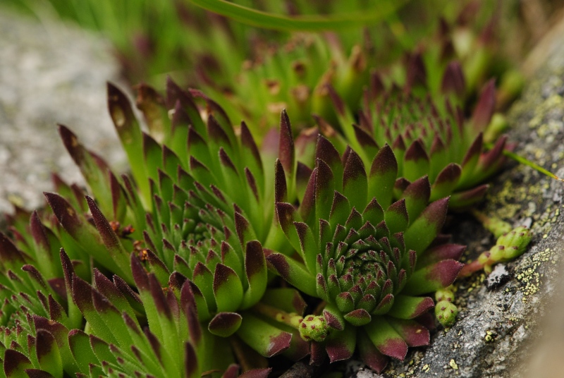 montanum ssp. stiriacum from Vorspeicher Galgenbichl