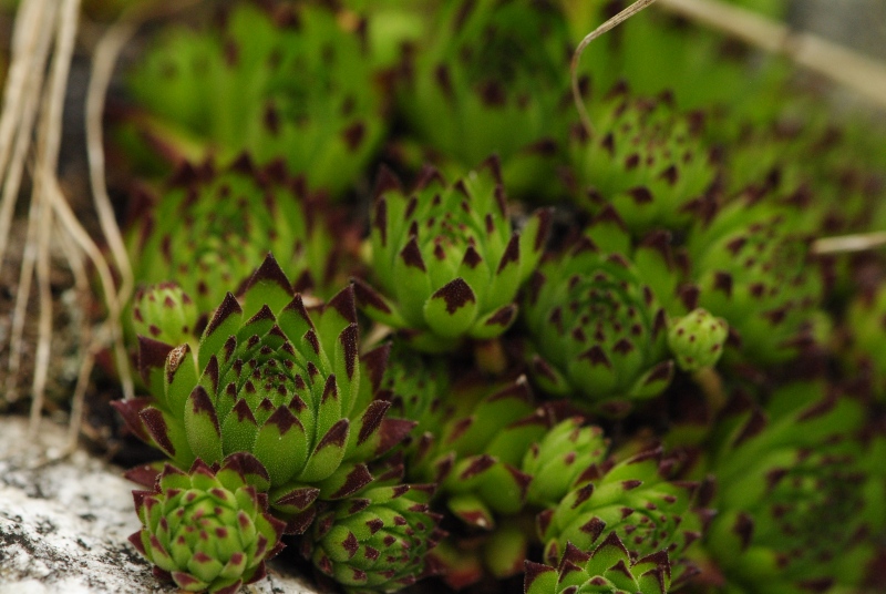 montanum ssp. stiriacum from Vorspeicher Galgenbichl