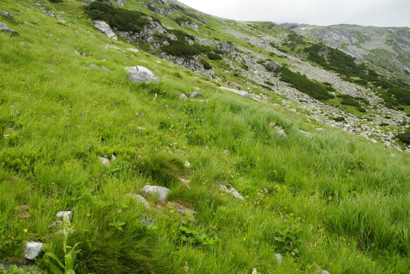 montanum ssp. stiriacum from Jagasteighütte, W