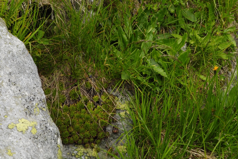 montanum ssp. stiriacum from Jagasteighütte, W