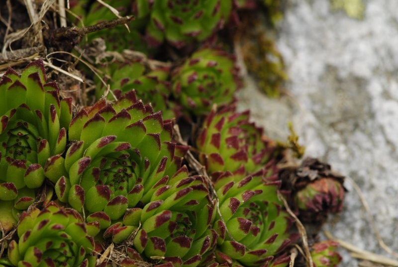 montanum ssp. stiriacum from Jagasteighütte, W