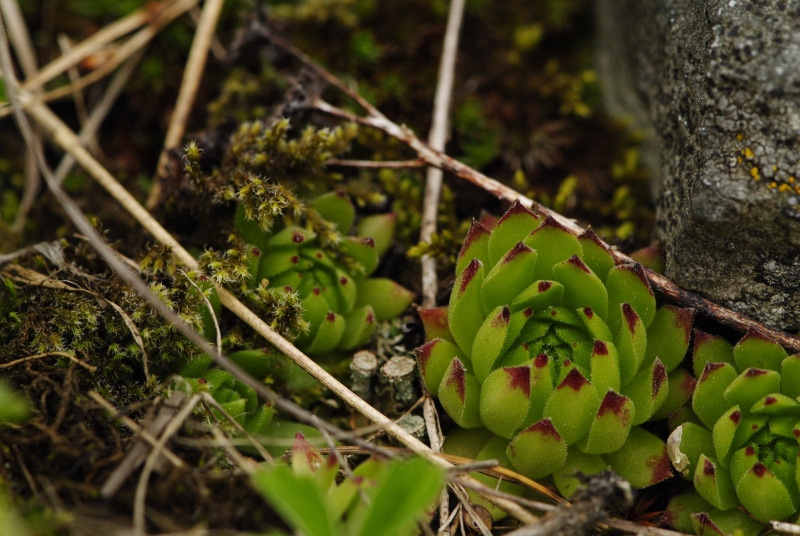 montanum ssp. stiriacum from Jagasteighütte, W