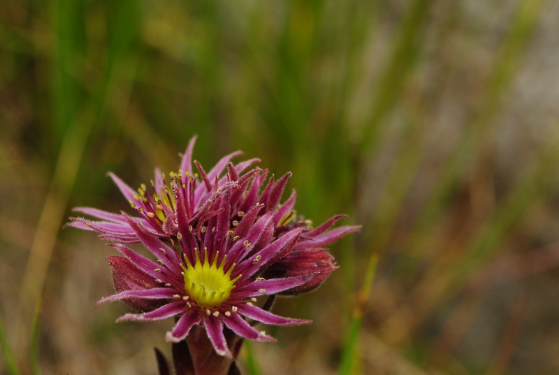 montanum ssp. stiriacum from Jagasteighütte, W