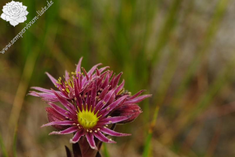 montanum ssp. stiriacum from Jagasteighütte, W