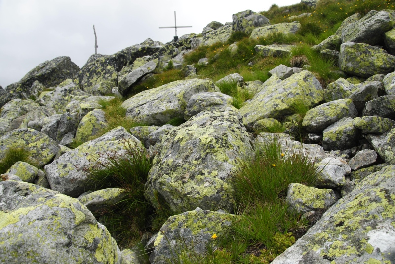 montanum ssp. stiriacum from Arlscharte