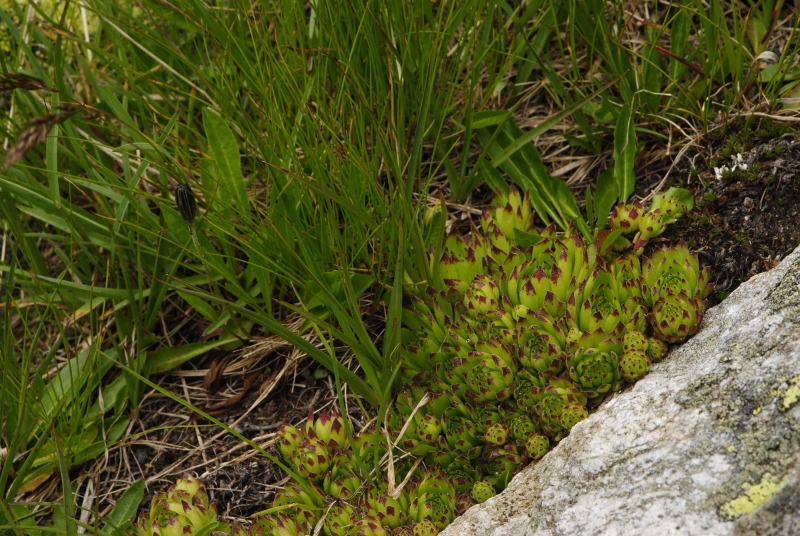montanum ssp. stiriacum from Arlscharte