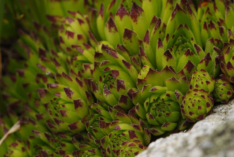 montanum ssp. stiriacum from Arlscharte