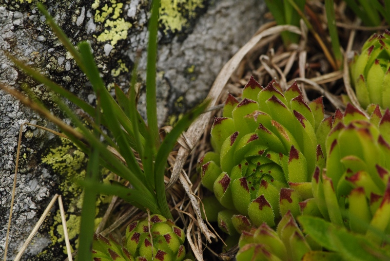 montanum ssp. stiriacum from Arlscharte
