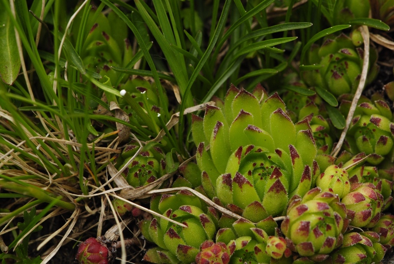 montanum ssp. stiriacum from Arlscharte