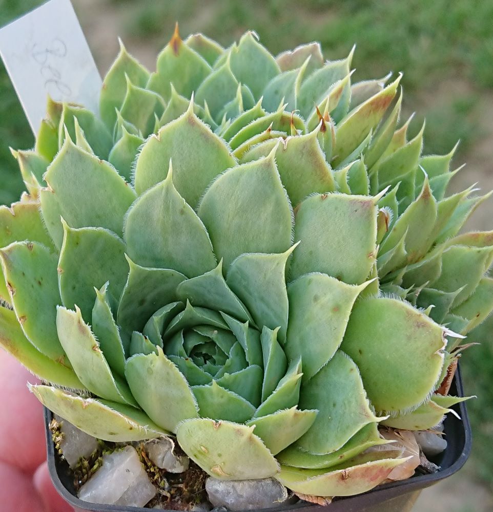 Beerenberg