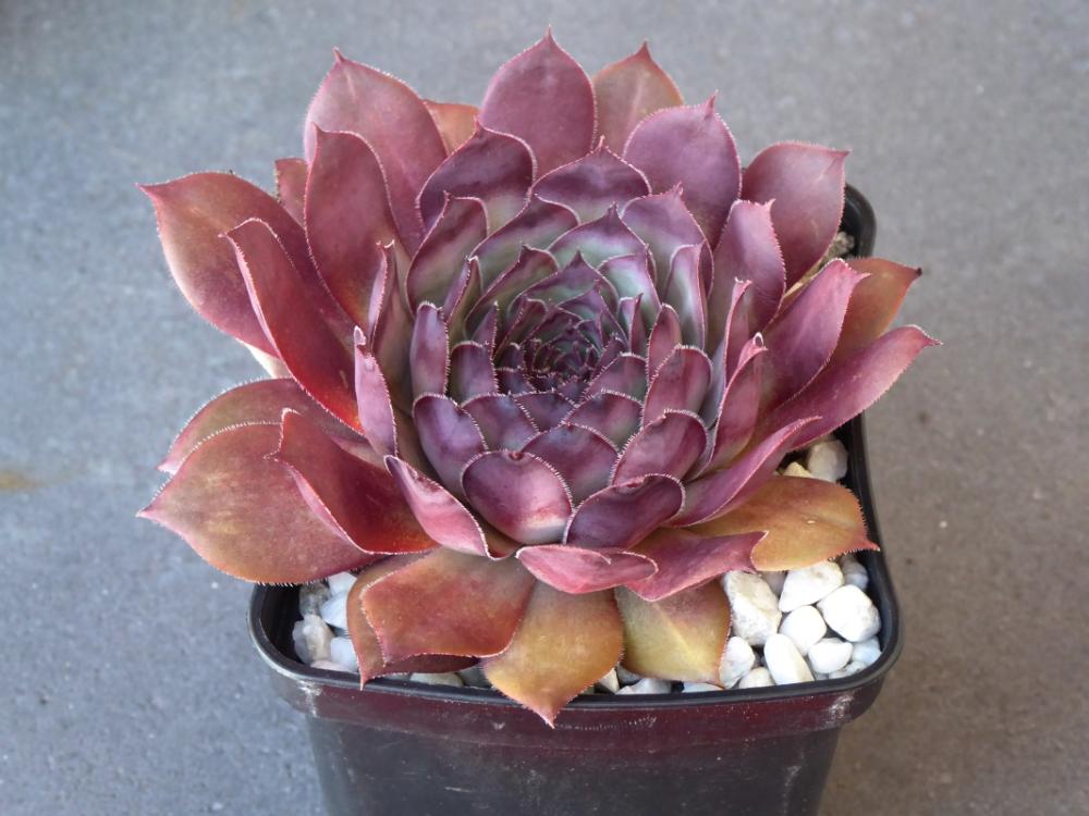 Black Lotus