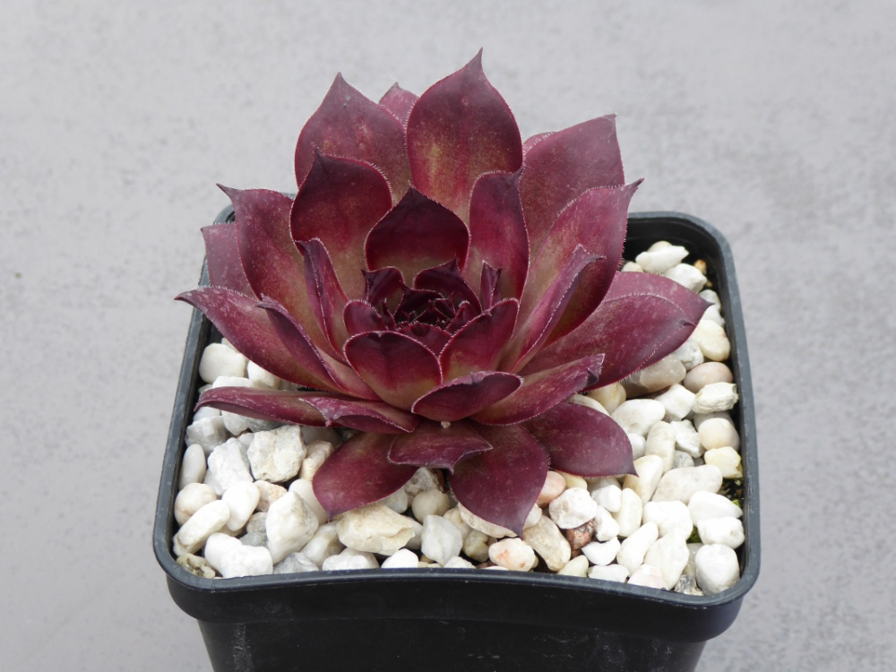 Black Lotus