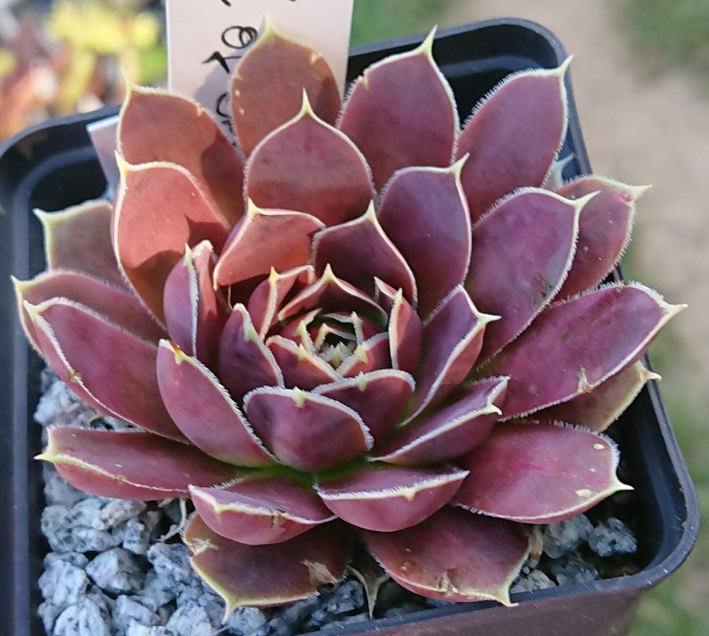 Bowl of Beauty 