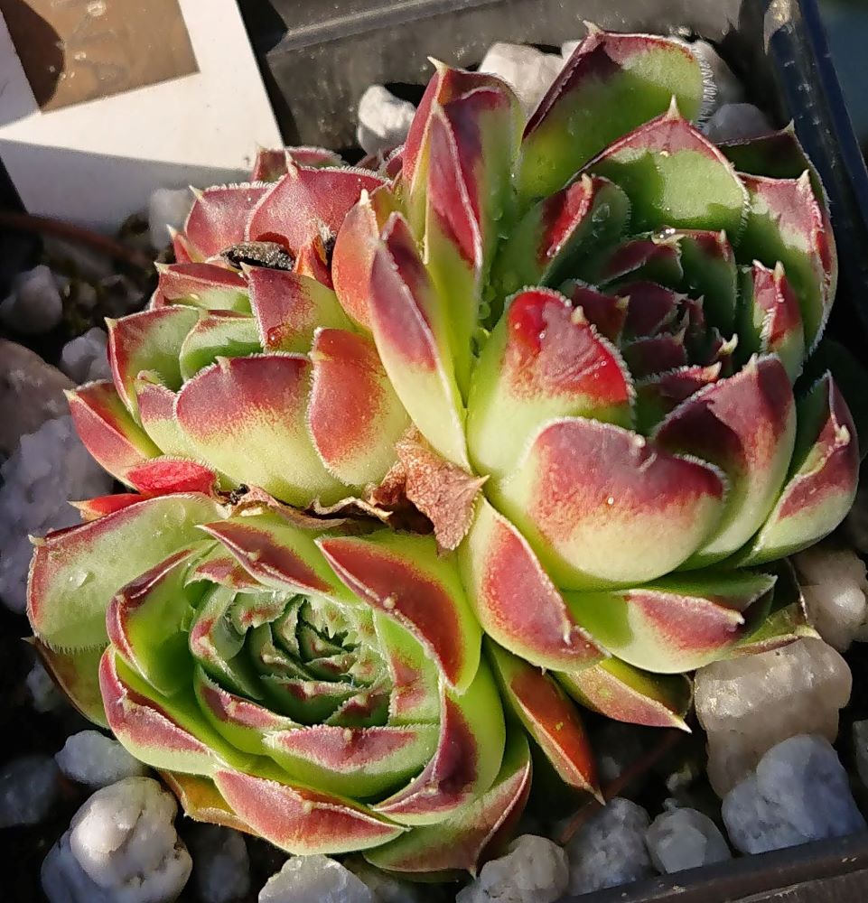 Bramina