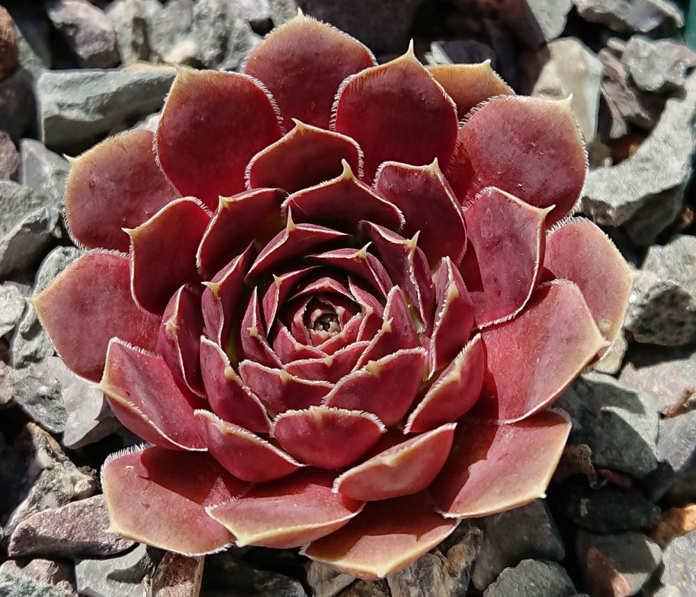 Bullata